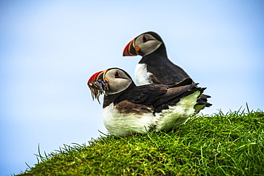 Atlantic puffins on grass, Mykines island, Faroe Islands, Denmark, Europe