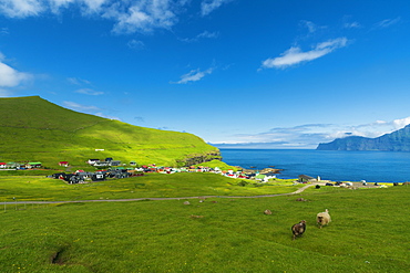 Sheep grazing, Gjogv, Eysturoy island, Faroe Islands, Denmark, Europe