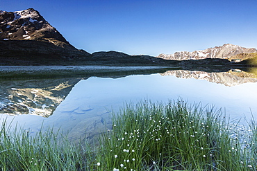 Wild flowers on the shore of Lago Bianco, Gavia Pass, Valfurva, Valtellina, province of Sondrio, Lombardy, Italy, Europe