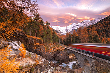 Bernina Express train in transit along colorful woods in autumn, Morteratsch, Engadine, canton of Graubunden, Switzerland, Europe