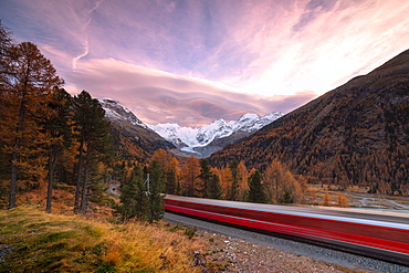 Bernina Express train and colorful woods in autumn, Morteratsch, Engadine, canton of Graubunden, Switzerland, Europe