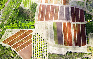 Cultivated fields and fig tree forest from above by drone, Pinefield Plantation, Antigua, Leeward Islands, West Indies, Caribbean, Central America