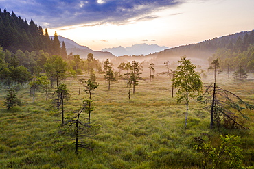 Lone trees in the misty landscape of Pian di Gembro Nature Reserve, aerial view, Aprica, Sondrio, Valtellina, Lombardy, Italy, Europe