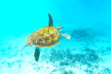 Sea turtle floating underwater over coral reef, Mauritius, Indian Ocean, Africa