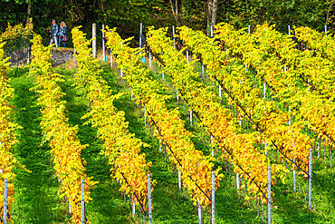 Rows of vines in vineyard in autumn, Spiez, canton of Bern, Switzerland, Europe