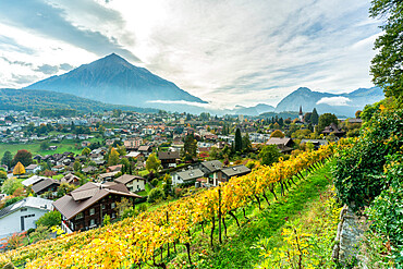 Vines in a row surrounding Spiez with mountains in background, canton of Bern, Switzerland, Europe