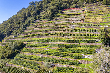 Terraced vineyards, Costiera dei Cech, Valtellina, Sondrio province, Lombardy, Italy, Europe