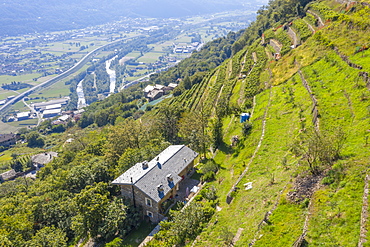 Farms on hills of terraced vineyards, Costiera dei Cech, Valtellina, Sondrio province, Lombardy, Italy, Europe