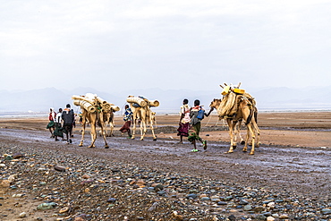 Camels caravan marching to salt mines, Dallol, Danakil Depression, Afar Region, Ethiopia, Africa