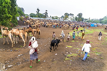 Livestock for sale at the market of Bati, Amhara Region, Oromia, Ethiopia, Africa