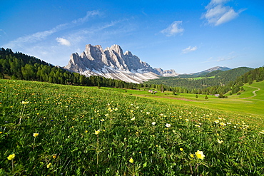 Spring flowers blooming in the fields surrounding the Puez-Odle National Park, Dolomites, South Tyrol, Italy, Europe