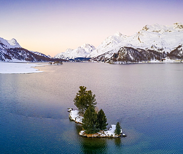 Lone trees in the middle of Lake Sils framed by snow capped mountains at dawn, Engadine, canton of Graubunden, Switzerland, Europe