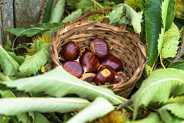 Harvested chestnuts in straw basket, Valtellina, Sondrio province, Lombardy, Italy, Europe