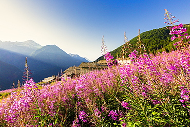 Colorful Willowherb (epilobium) in bloom, Starleggia, Campodolcino, Valchiavenna, Valtellina, Lombardy, Italy, Europe