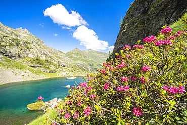 Blooming rhododendrons on shores of the alpine lake Zancone, Orobie Alps, Valgerola, Valtellina, Lombardy, Italy, Europe