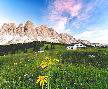 Wildflowers surrounding Glatsch Alm hut with the Odle in the background at sunset, Val di Funes, South Tyrol, Dolomites, Italy, Europe