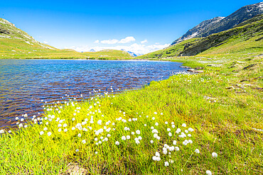 Summer blooming of cotton grass on shores of Baldiscio lakes, Val Febbraro, Valchiavenna, Vallespluga, Lombardy, Italy, Europe