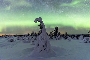 Northern Lights (Aurora Borealis) in the starry winter sky over the frozen forest, Pallas-Yllastunturi National Park, Muonio, Lapland, Finland, Europe