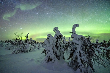 Winter forest covered with snow under the green Northern Lights (Aurora Borealis), Pallas-Yllastunturi National Park, Muonio, Lapland, Finland, Europe