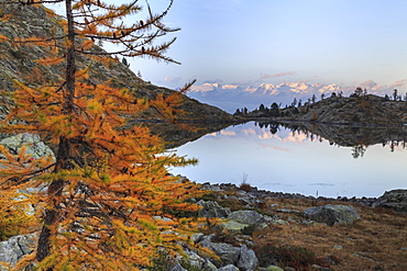 Sunrise on Mount Rosa seen from Lac Blanc, Natural Park of Mont Avic, Aosta Valley, Graian Alps, Italy, Europe