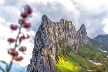 Majestic rock face of Saxer Lucke mountain framed by flowers in bloom, Appenzell Canton, Alpstein Range, Switzerland, Europe