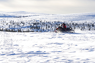 Man taking a ride on snowmobile in the snowy landscape of Saariselka, Inari, Lapland, Finland, Europe