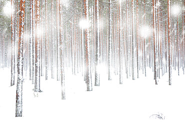 White snowflakes falling on frozen tree trunks in the Arctic forest, Lapland, Finland, Europe