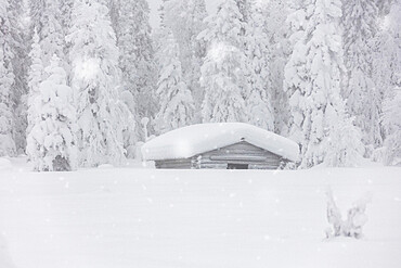 Snowflakes falling over wooden hut and trees in the Arctic forest covered with snow, Lapland, Finland, Europe