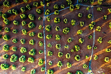 Olive groves from above, aerial view, Apulia, Italy, Europe