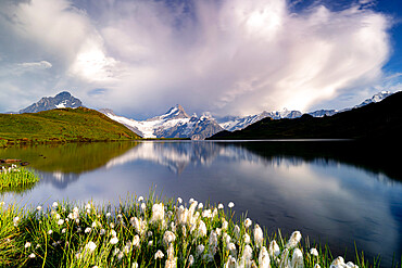 Cotton grass in bloom surrounding Bachalpsee lake and mountains, Grindelwald, Bernese Oberland, Bern Canton, Switzerland, Europe