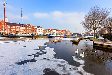 White swans in the frozen water of Spaarne river canal, Haarlem, Amsterdam district, North Holland, The Netherlands, Europe