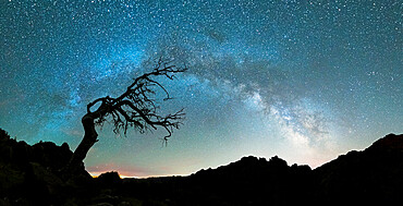 Bare tree under the Milky Way arch in the starry sky over Pico Ruivo mountain, Madeira, Portugal, Atlantic, Europe