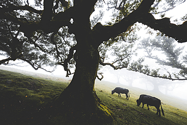 Cattle grazing in the mist inside the ancient Laurissilva forest of Fanal, Madeira island, Portugal, Atlantic, Europe