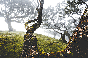 Ancient laurel forest in the fog, Fanal, Madeira island, Portugal, Atlantic, Europe