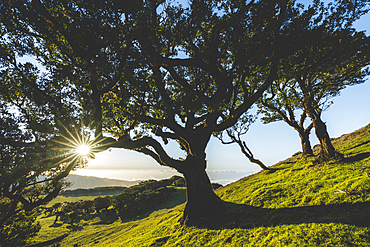 Old laurel tree and green meadows at sunset, Fanal forest, Madeira island, Portugal, Atlantic, Europe