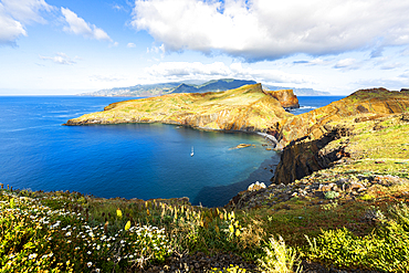 Flowering plants with Ponta de Sao Lourenco cliffs and bay on background, Atlantic Ocean, Canical, Madeira, Portugal, Europe