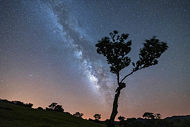 Lone tree under the bright Milky Way at night, forest of Fanal, Madeira island, Portugal, Atlantic, Europe