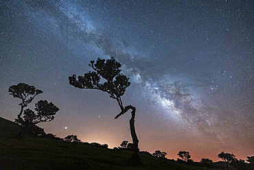 Milky Way on tree silhouettes in Fanal forest, Madeira island, Portugal, Atlantic, Europe