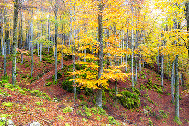 Autumn colors in the forest of Cansiglio in morning fog, Treviso province, Veneto, Italy, Europe