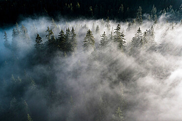 Trees of forest hidden by morning fog at dawn, Dolomites, Italy, Europe