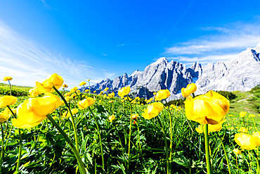 Bottondoro (globeflowers) (Trollius europaeus) flowers in bloom framing Cima dei Colesei and Popera group mountains, Comelico, Dolomites, Veneto/South Tyrol, Italy, Europe