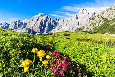 Cima dei Colesei and Popera group surrounded by rhododendrons in bloom, Comelico, Sesto Dolomites, Veneto/South Tyrol, Italy, Europe