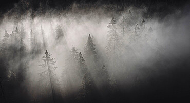 Dense fog covering the trees of forest at dawn, Italy, Europe