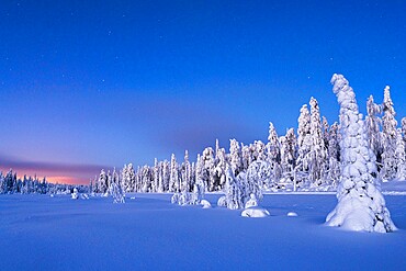 Frozen spruce trees covered with snow during winter dusk, Lapland, Finland, Europe