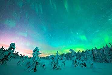 Frozen trees in the snow under the multi colored sky during the Northern Lights (Aurora Borealis) in winter, Iso Syote, Lapland, Finland, Europe