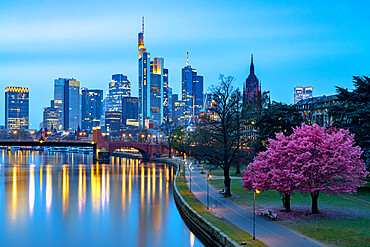 Cherry tree in bloom on banks of River Main with skyline of business district in the background at dusk, Frankfurt am Main, Hesse, Germany Europe