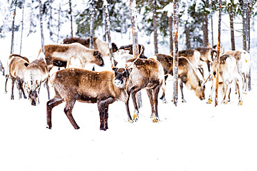 Herd of reindeer in the arctic forest during a winter snowfall, Lapland, Sweden, Scandinavia, Europe