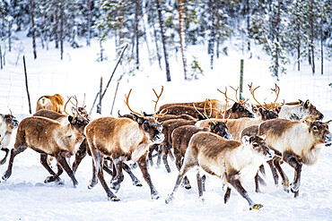 Herd of reindeer in the arctic forest during a winter snowfall, Lapland, Sweden, Scandinavia, Europe