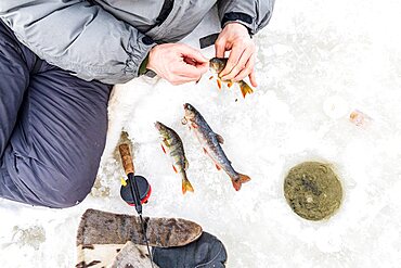 High angle view of man's hands holding fish just caught from ice hole, Lapland, Sweden