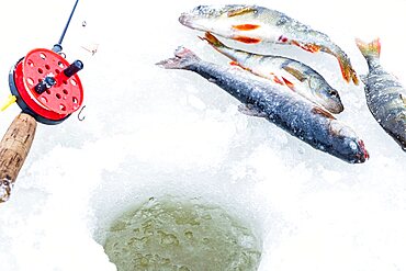 Close-up view of fishing rod and fishes lying on ice next to a hole on frozen lake, Lapland, Sweden